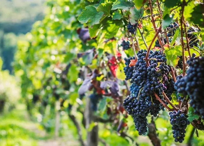 Weingarten Eisenberg Semesterbostad *