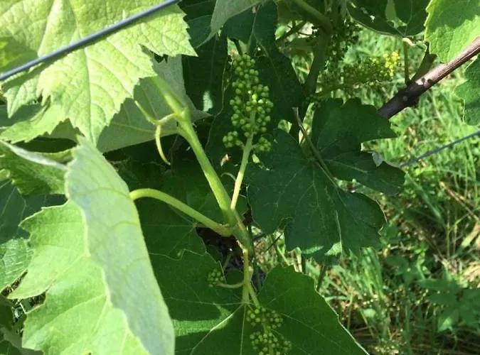 Weingarten Eisenberg Vaskeresztes